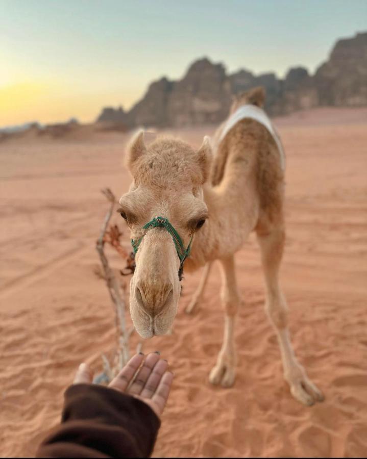 Wadi Rum Desert Camp Bagian luar foto