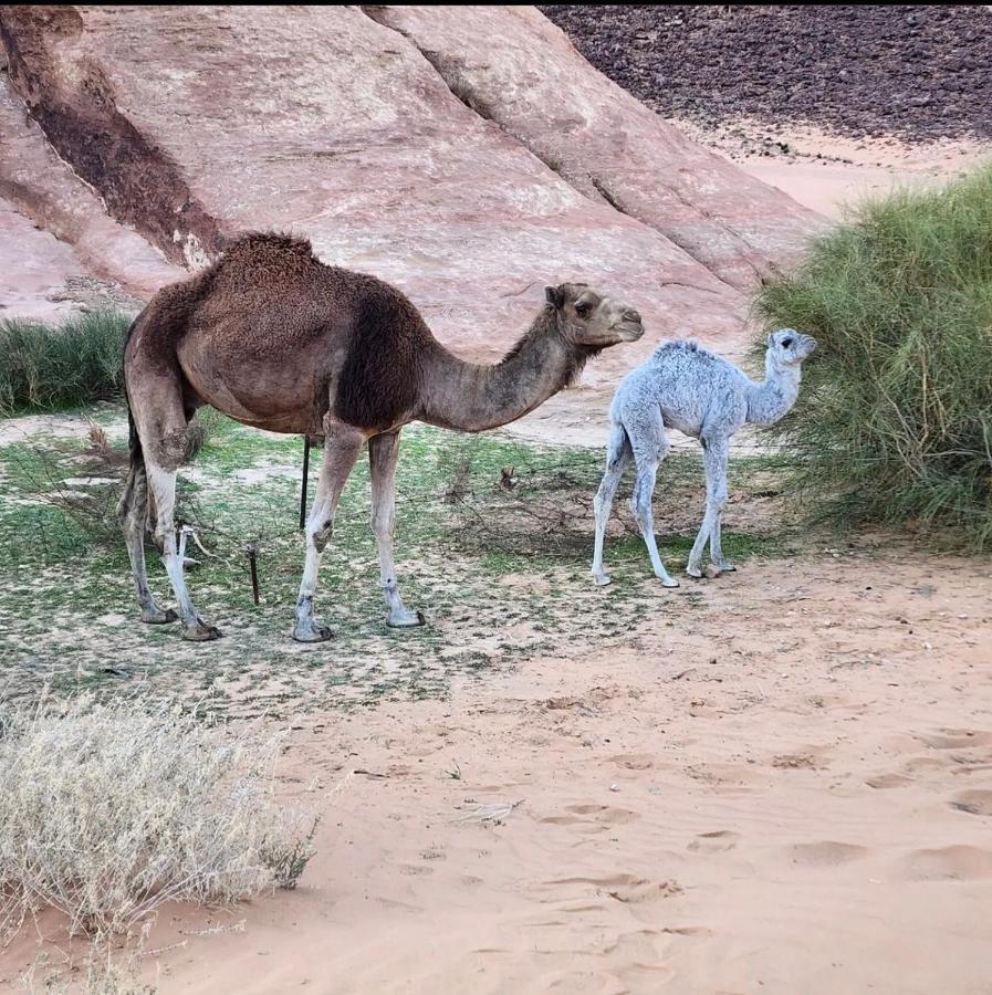 Wadi Rum Desert Camp Bagian luar foto